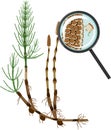 Equisetum arvense horsetail and Sporangiophore under magnifying glass